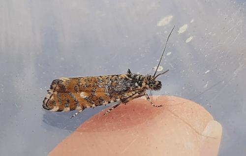Phiaris stibiana